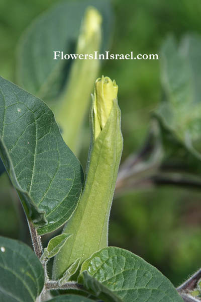 datura poisoning