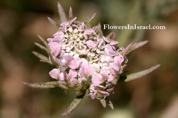 פרחים וצמחי בר בארץ ישראל,גזר החוף,الدوقو الساحلي,Umbelliferae, Apiaceae, סוככיים