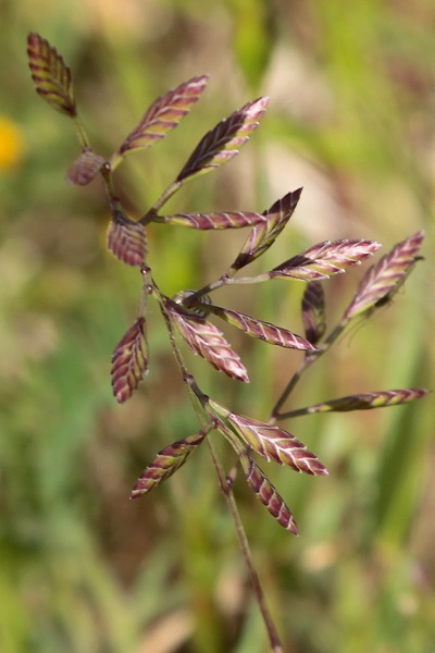 Desmazeria philistaea, Cutandia philistaea,<br> Fern grass, hard poa, rigid fescue, אדמדמית פלשתית