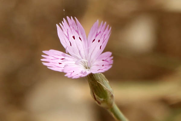 Dianthus tripunctatus, Three-spotted Pink,צפורן  חד-שנתי, القرنفل ثلاثي النقط