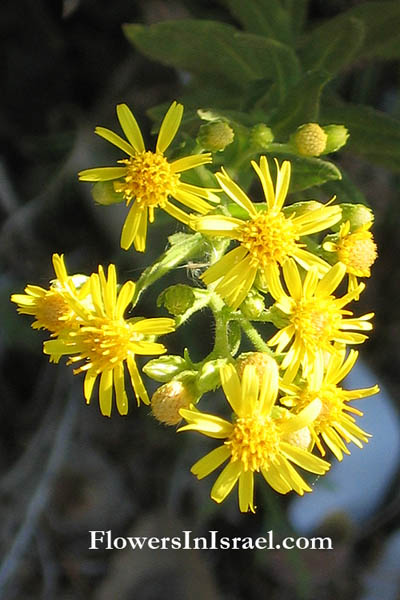 Wilde Flora van Israel