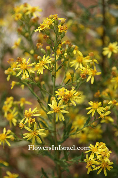 Dittrichia viscosa,Inula viscosa, Strong-Smelling Inula, טיון דביק, نويطلا 