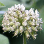 Dorycnium rectum, Flora, Israel, wild flowers