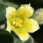 Ecballium elaterium, Israel, Yellow colored flowers