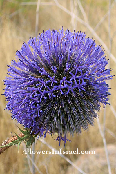 Native plants of Israel