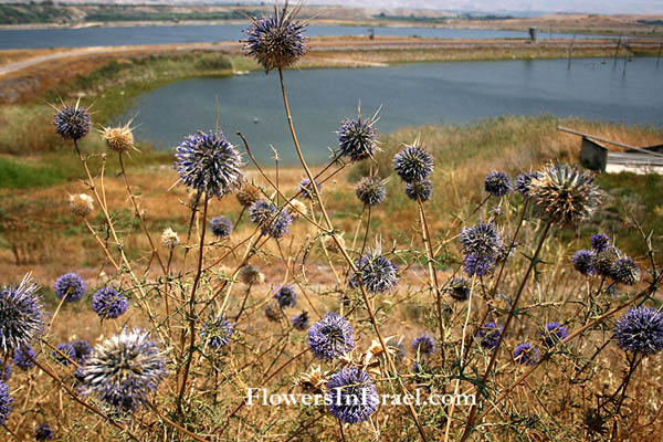 Wildflowers, Israel, send flowers online