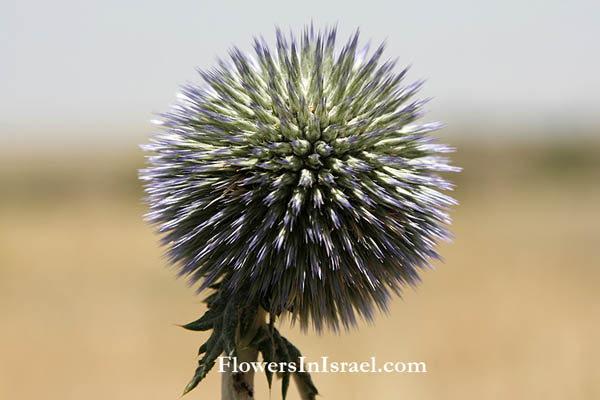 Fleurs sauvages, Wildblumen, Fiori, флоры, Flores Silvestres, زهور