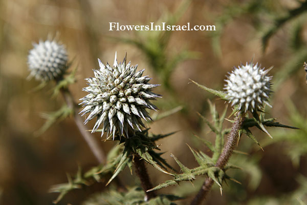 Echinops polyceras, Echinops spinosus, Echinops blancheanus, Globe thistle, קיפודן בלאנש ,شوك