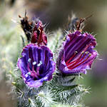 Echium angustifolium, Israel wildflowers, Violet Flowers
