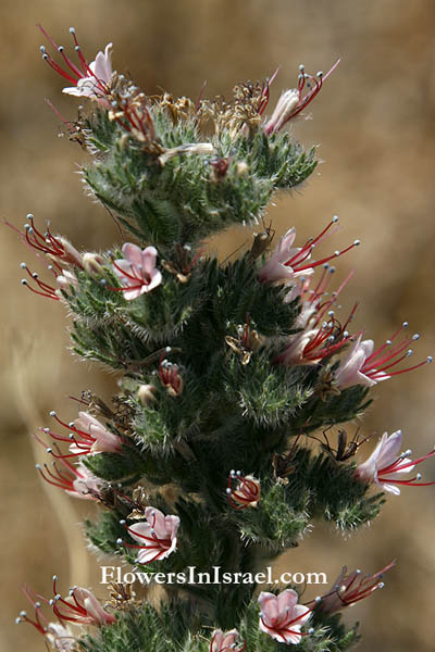 Echium glomeratum, Tall Viper's-bugloss, 
حميم ,עכנאי מגובב,Boraginaceae, זיפניים