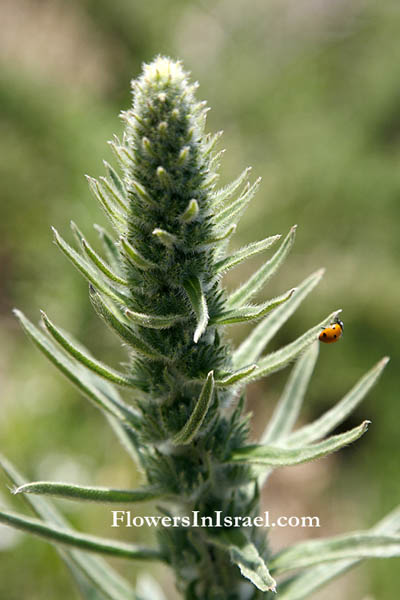 Flowers of Israel