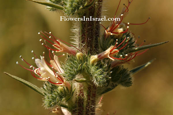 Echium glomeratum, Tall Viper's-bugloss,  
حميم, עכנאי שרוע,Boraginaceae, זיפניים