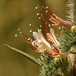 Echium glomeratum, ישראל, פרחים, צמחי בר