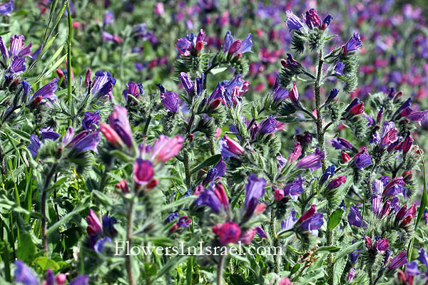 Flora of Israel online, Native plants, Palestine