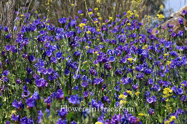 Echium judaeum, Judean Viper's-bugloss, עכנאי יהודי