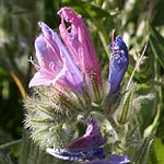 Echium judaeum, Israel wildflowers, Violet Flowers