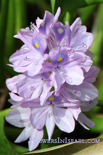 Eichhornia crassipes, Common Water Hyacinth,Ward en-nil, יקינטון המים ,איכהורניה עבת-רגל