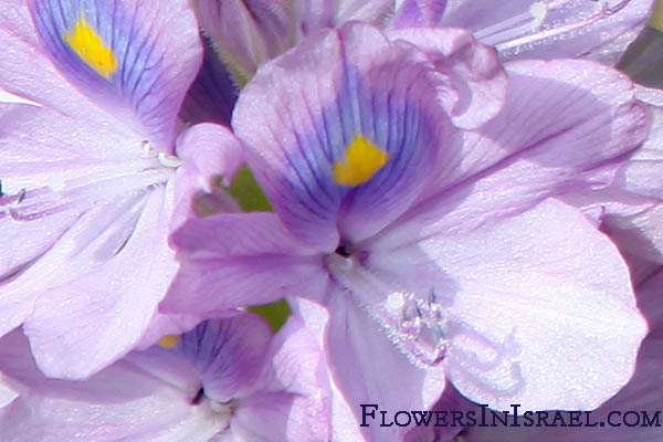 Flowers in Israel, Native plants