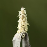 Eleocharis palustris, Creeping spike rush,<br> Hebrew: בצעוני מצוי, Arabic: بربيت المستنقع