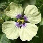 Enarthrocarpus strangulatus, Israel wildflowers, Violet Flowers
