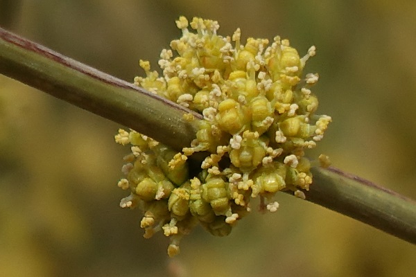 Ephedra alata, white shrubby horsetail, שרביטן מכנף,  العلندى المجنحة