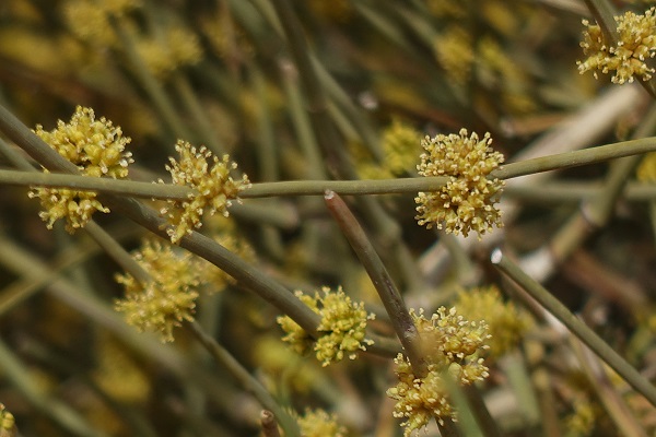 Ephedra alata, white shrubby horsetail, שרביטן מכנף,  العلندى المجنحة