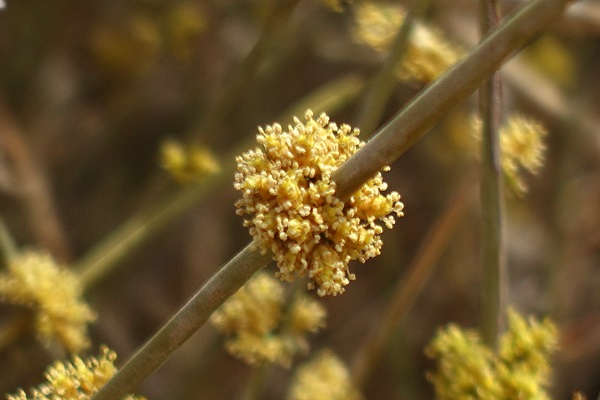 Ephedra alata,white shrubby horsetail, שרביטן מכנף,  العلندى المجنحة