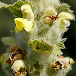 Eremostachys laciniata, Israel, Yellow colored flowers