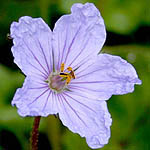 Erodium gruinum, Israel wildflowers, Violet Flowers