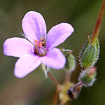 Erodium laciniatum, Israel, Purple Flowers