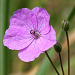 Erodium telavivense, Israel wildflowers, Violet Flowers