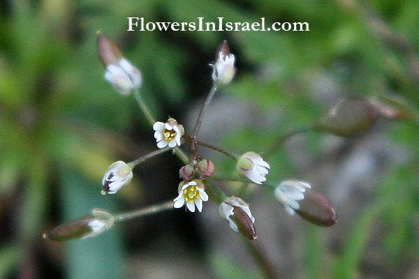 Flowers of Israel online, Native plants, Palestine