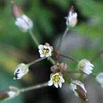 Erophila minima, Flora, Israel, wild flowers
