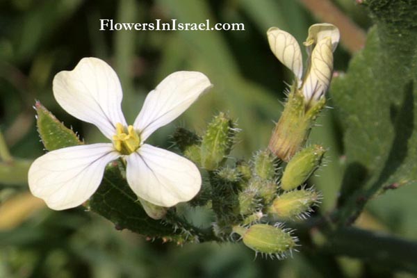 Rocket Arugula/Roquette Seeds - (Eruca sativa)