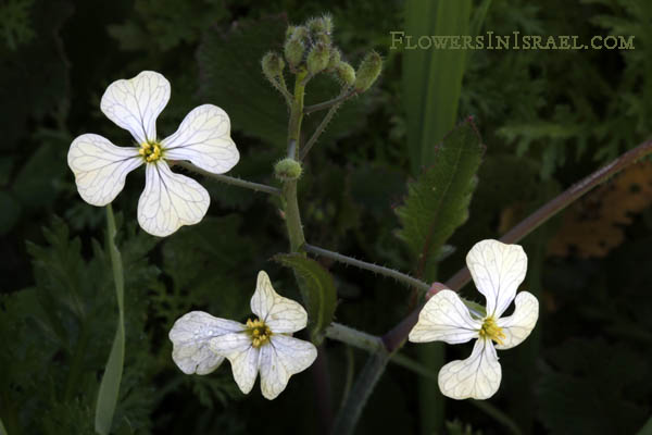 Flowers of Israel, Native plants
