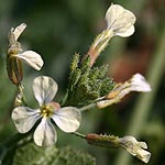 Eruca sativa, Israel Wildflowers, cream flowers