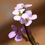 Erucaria hispanica, ישראל, פרחים, צמחי בר
