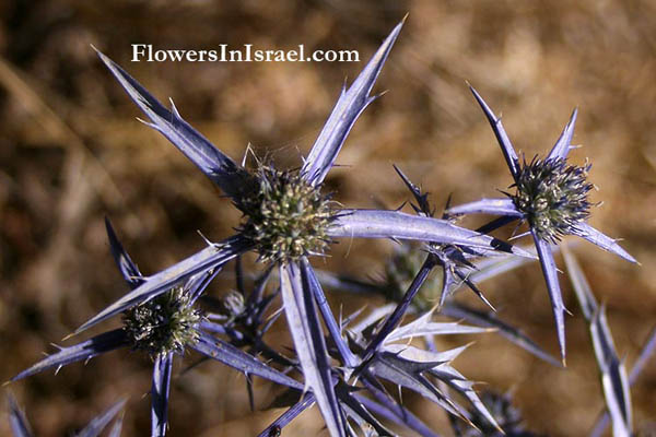 Flores, Israel, Eryngium creticum, Field Eryngo, חרחבינה מכחילה, قرصعنة
