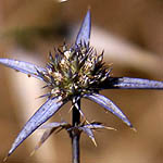 Eryngium creticum, Israel, Light Blue Flowers