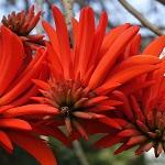 Erythrina corallodendron, ישראל, פרחים, צמחי בר