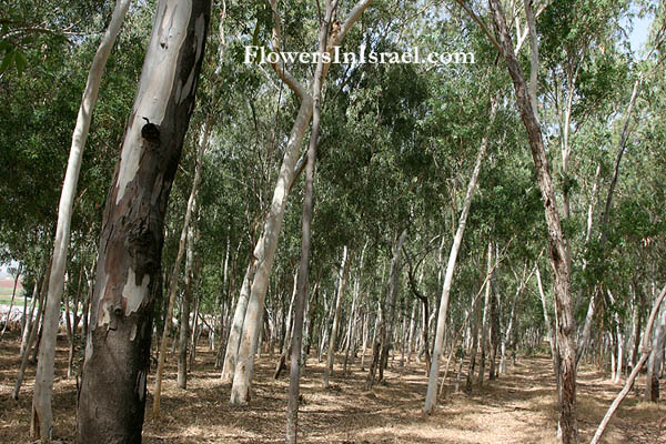 Israel Plants, Eucalyptus camaldulensis, River-Red-gum, אקליפטוס המקור,كينا