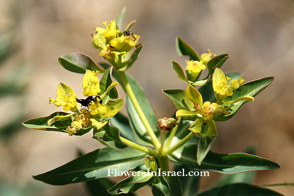 Euphorbia erinacea,Spiny spurge, חלבלוב קוצני, Euphorbiaceae, חלבלוביים
