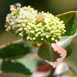 Euphorbia erinacea, ישראל, פרחים, צמחי בר