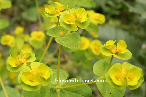 Flora of Israel online