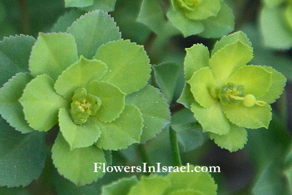 Euphorbia helioscopia, Sun spurge, Wartwort, Cat's milk, חלבלוב השמש, פלפלון בכות 