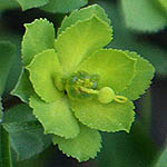 Euphorbia helioscopia, ישראל, פרחים, צמחי בר