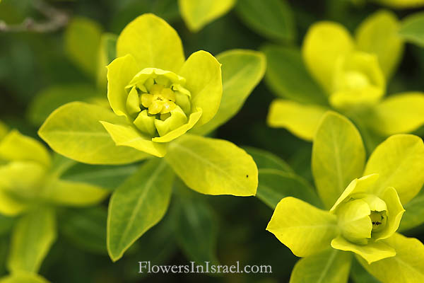 Euphorbia hierosolymitana, Euphorbia thamnoides, Jerusalem Spurge,حلببون , حلبلوب المقدس ,חלבלוב מגובשש