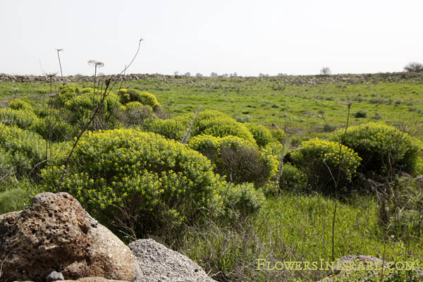 Yellow fields, Jordan River,Euphorbia hierosolymitana,Jerusalem Spurge, حلبوب ,חלבלוב מגובשש