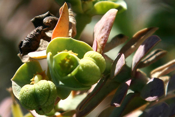 Euphorbia paralias, Sea Spurge, חלבלוב הים,Euphorbiaceae, חלבלוביים
