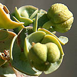 Euphorbia paralias, ישראל, פרחים, צמחי בר